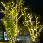 Lyskæde til trævikling, 100 LED, 3000K, Modern extend light, 8m Modern 3000K LED, Varm hvid LED