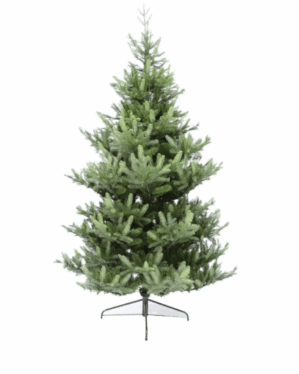Naturtro juletræ i pe og ovc med flotte grene der minder om nordmansgran.