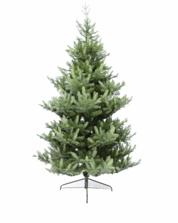 Naturtro juletræ i pe og ovc med flotte grene der minder om nordmansgran.