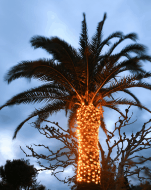 Palme med lysnet rundt om stammen