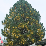 JadaLight PRO Klyngelyskæde, 36V, 3m, 144 LED, 3000 Kelvin Varm hvid LED, statisk lys